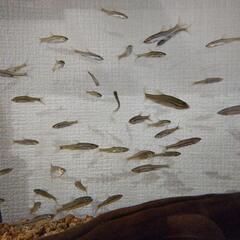 クチボソ(モツゴ)