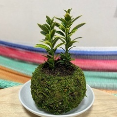 苔玉  お値下げ！小玉サイズ✧ （受皿付きでの販売です） インテリアの画像