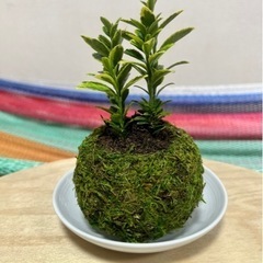 苔玉  お値下げ！小玉サイズ✧ （受皿付きでの販売です） インテリア