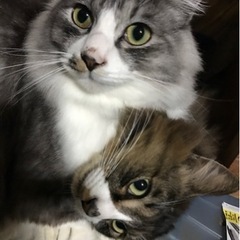 猫の兄弟を引き取っていただける方を探してます