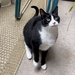 ハチワレふくちゃん4才