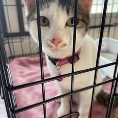 優しいご家族に迎えていただきました♡5匹の紅一点おっとり♡お嬢ちゃん