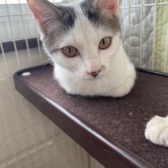 素敵な里親様と出会えました☆大福ちゃん
