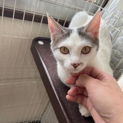 素敵な里親様と出会えました☆大福ちゃん - 猫