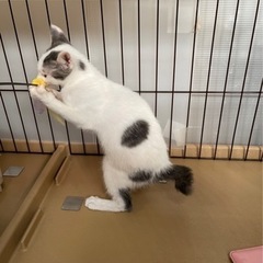 素敵な里親様と出会えました☆大福ちゃん - 里親募集