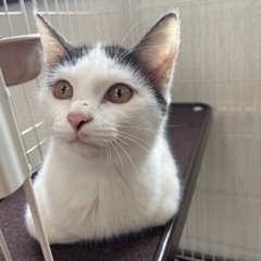 素敵な里親さんが決まりました♡おっとり爽やか男子☆みつぼし君