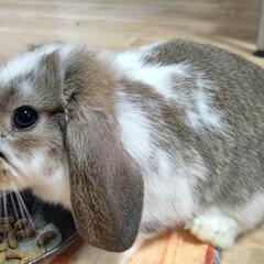 🐰ホーランドロップ　ブロークンチェスナット - 可児市