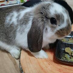 🐰ホーランドロップ　ブロークンチェスナット - ペット