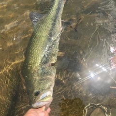 バス釣り仲間募集してます🐟