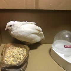 うずら