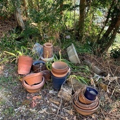 植木鉢各種無料であげますの画像