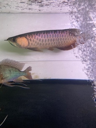 フォーエバー　±35  熱帯魚