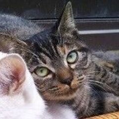 飼い猫探しています