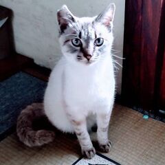 手術済２歳♀、身体は白、シマ靴下とシマ顔、長いシッポもシマ