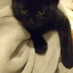 子猫