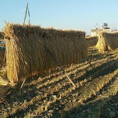 大好評🌾稲わら🌾無農薬🌾保温保湿🌾藁　天日干し　ペットの寝室　小鳥のマット　藁マットの画像