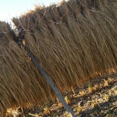 大好評🌾稲わら🌾無農薬🌾保温保湿🌾藁　天日干し　ペットの寝室　小鳥のマット　藁マットの画像