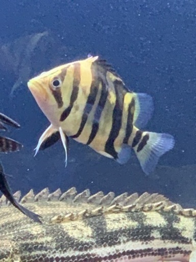 ダトニオプラスワン