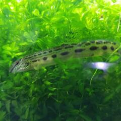  大好評　アクアリウム　お魚が喜ぶ水草の画像
