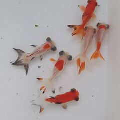 きんぎょ