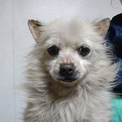 捨てられていた、小型犬の男の子です。