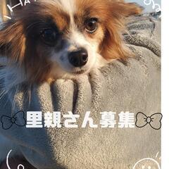 ご家族が決まりました🙏💖③パピヨン　女の子