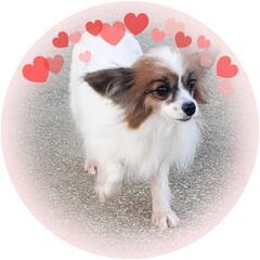 ご家族が決まりました🙏💖③パピヨン　女の子 - 犬