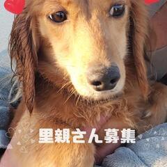沢山の問い合わせありがとうございます🙏一度締め切ります🎵ミニチュ...