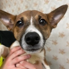 甘えん坊の子犬君