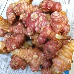 友達仲間限定情報交換(農業園芸系) - その他