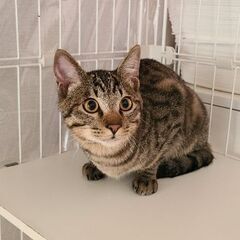 保護猫を迎えよう‼️きじとら♂️