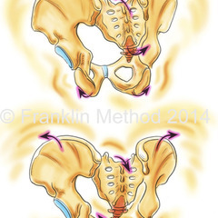 解剖を学んで身体を感じるシリーズ  『骨盤を感じよう』