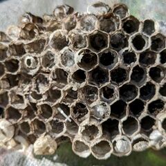   蜂の巣　３種類（標本にいかがでしょうか？）の画像