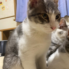 9月生まれの仔猫 オス猫里親決定