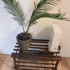 観葉植物と棚あげます