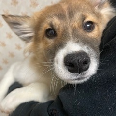 モフモフ優しい男の子