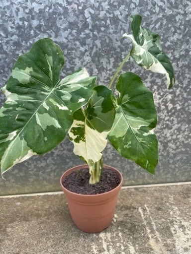 斑入り クワズイモ