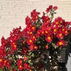 一緒に文化やアートに行っていてくれる人募集します！