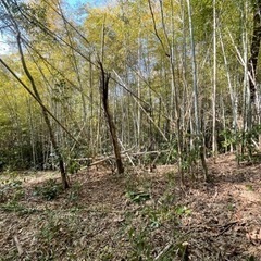 竹　欲しい方　大阪府南部の画像