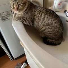 急募！猫ちゃんの里親探してます！⑥