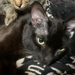 急募！猫ちゃんの里親探してます！⑩
