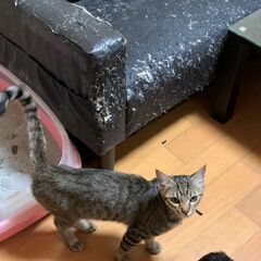 急募！猫ちゃんの里親探してます！⑪