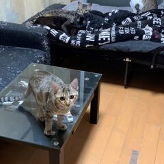 急募！猫ちゃんの里親探してます！⑫