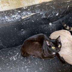 急募！猫ちゃんの里親探してます！⑬