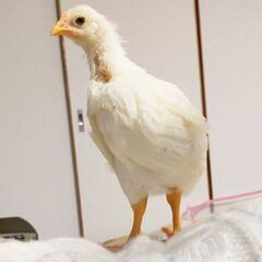 鶏の中雛の里親様募集中です