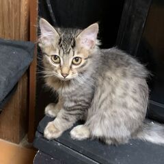 急募！猫ちゃんの里親探してます！⑭