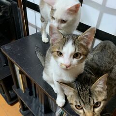 急募！猫ちゃんの里親探してます！⑮