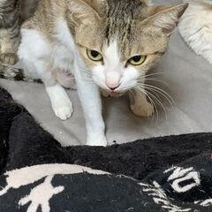 急募！猫ちゃんの里親探してます！⑯