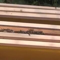 (no2）　送料無料・業務用西洋蜜蜂巣箱（巣枠4・巣楚4.）が付...