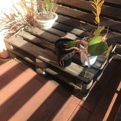 木製パレット　3枚